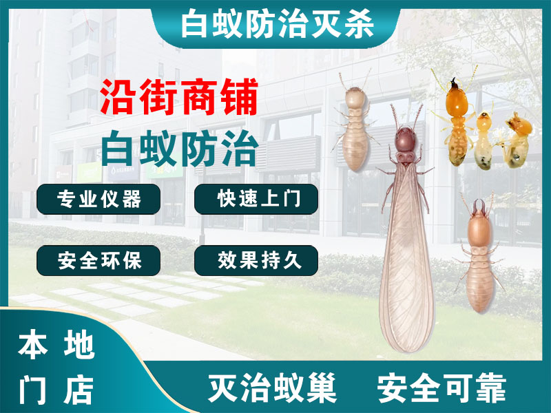 滨湖区沿街商铺白蚁防治