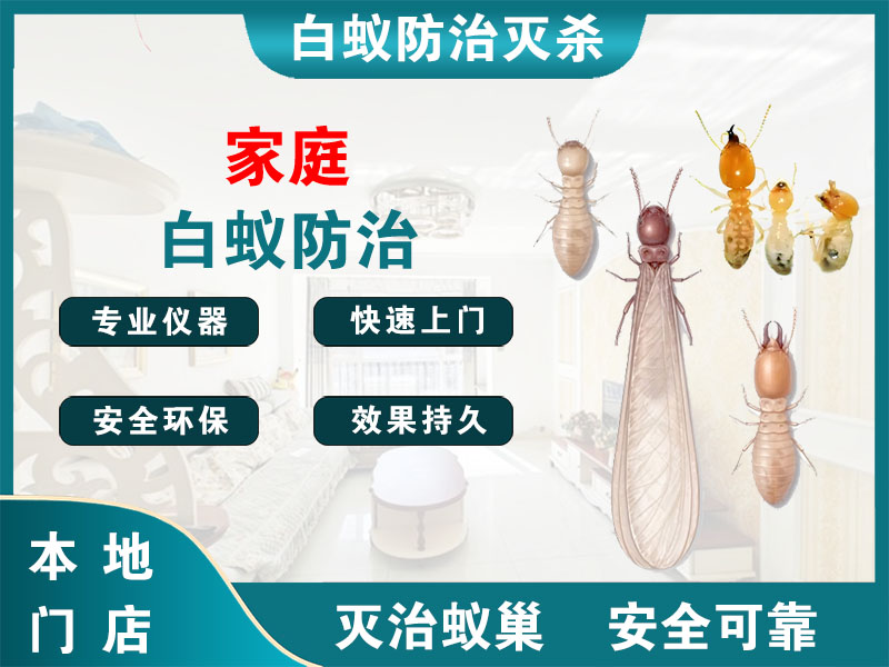 滨湖区家庭白蚁防治