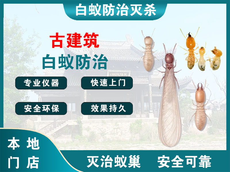 滨湖区古建筑白蚁防治