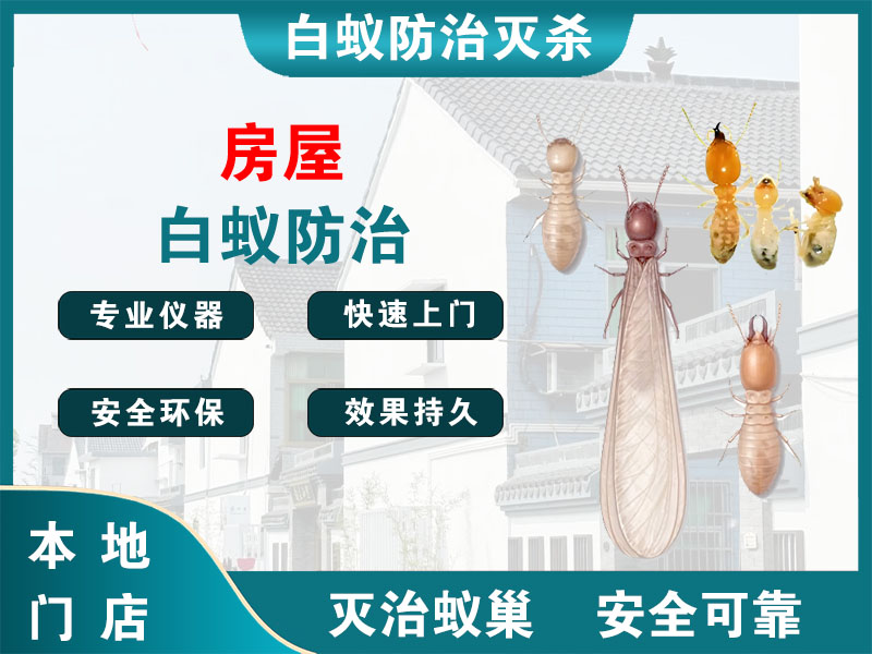 滨湖区房屋白蚁防治